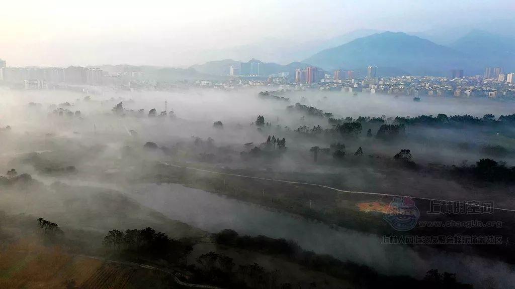 拯救机灵鸟